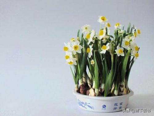 水仙花爆料视频大全最新,揭秘娱乐圈幕后真相  第3张